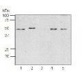 RPS1 | Ribosomal protein S1 (chloroplastic)